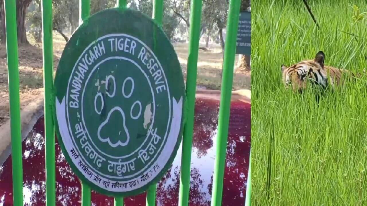 बाघ को घास खाते देखा है कभी? वायरल वीडियो देख आप भी हो जायेंगे हैरान, सामने आई ये बड़ी वजह