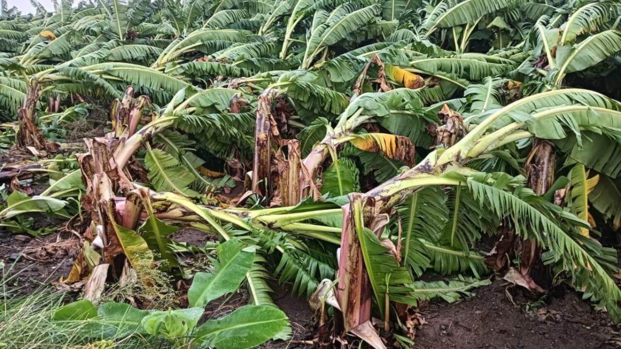 आंधी-बारिश से उजड़ी केले की फसल, सर्वे के निर्देश, सीएम डॉ मोहन यादव बोले- चिंता ना करें सरकार आपके साथ