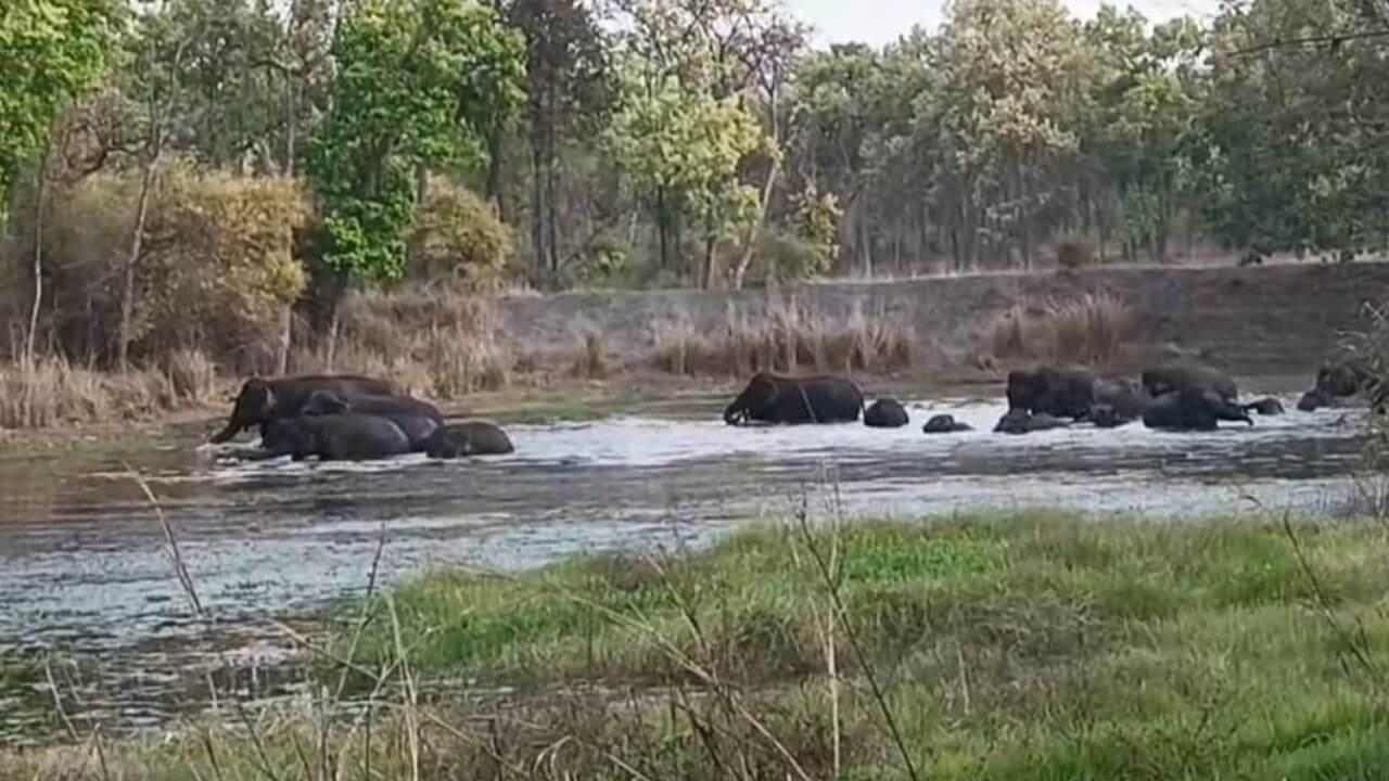 अब डिजिटली होगी जंगली हाथियों की पहचान, मध्य प्रदेश में बन रही “एलीफेंट आईडी”, पढ़ें डिटेल