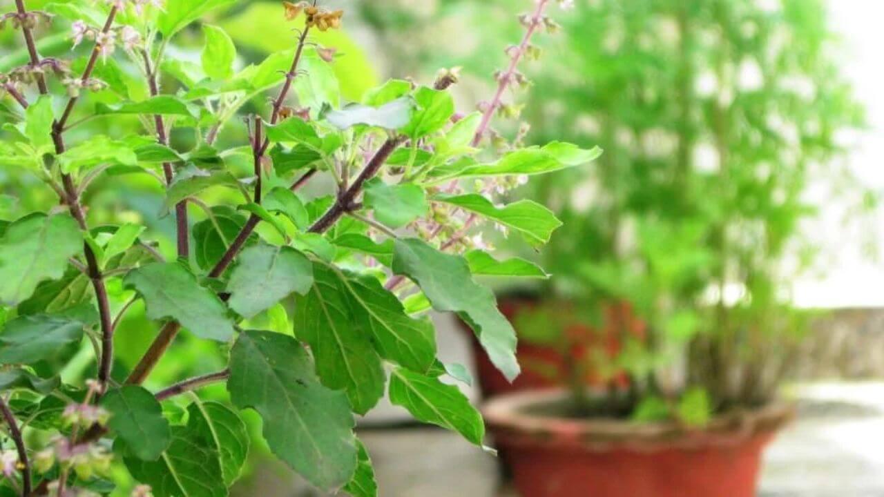 तुलसी का पौधा सूखा-सूखा लग रहा है? जानिए एक ऐसा देसी नुस्खा जिससे पत्तियां हो जाएंगी हरी-भरी!