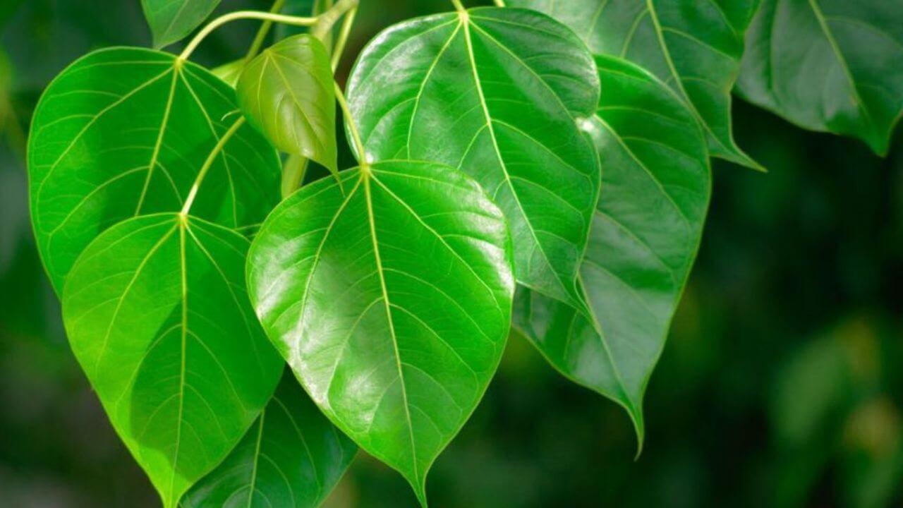 कर्ज की समस्या दूर कर देगा पीपल का पत्ता, मजबूत होगी आर्थिक स्थिति, करें ये उपाय