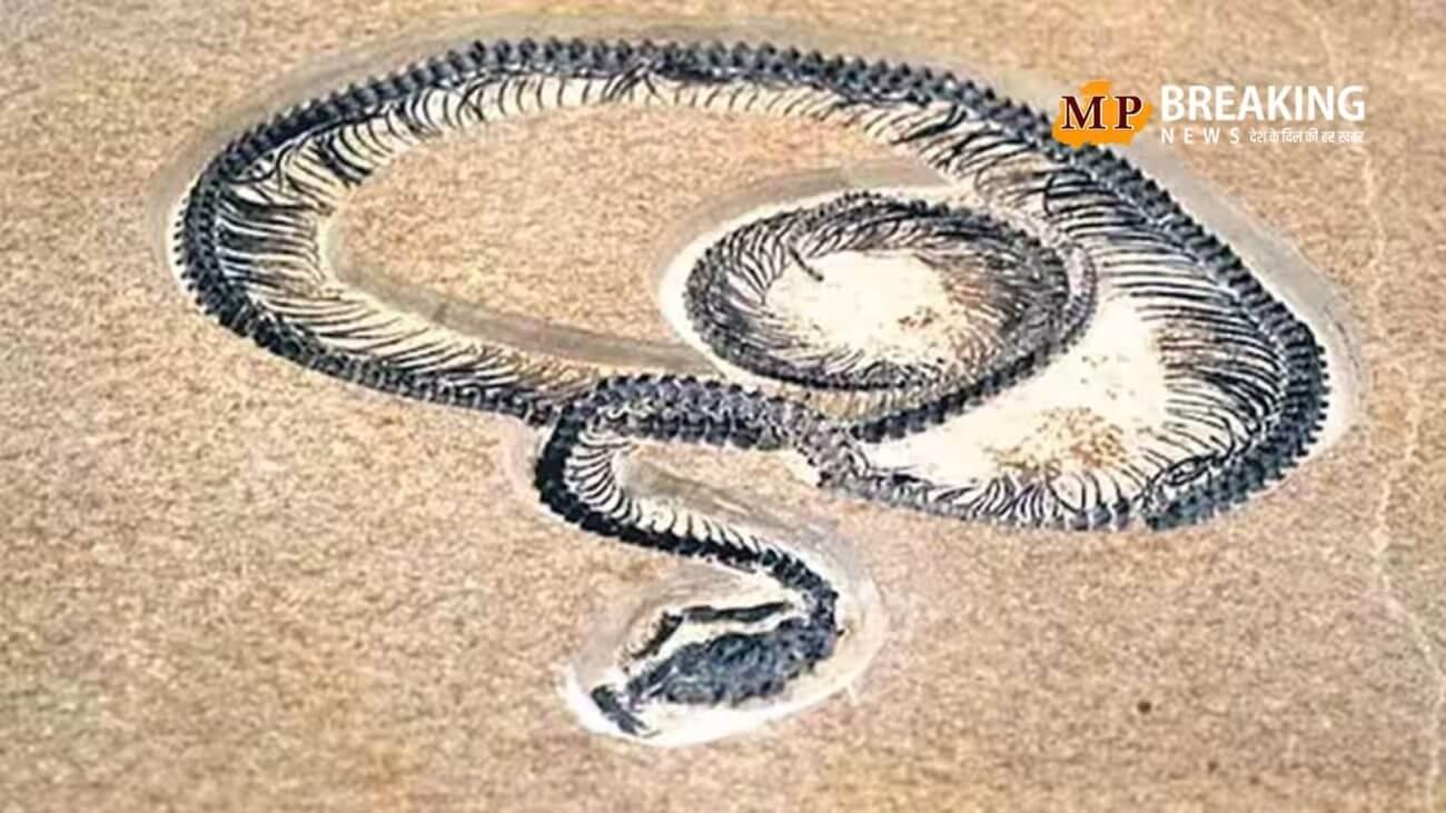 भारत में मिला दुनिया का सबसे बड़ा सांप, वैज्ञानिकों ने ‘वासुकी इंडिकस’ दिया नाम, जानिए इसके पीछे की वजह