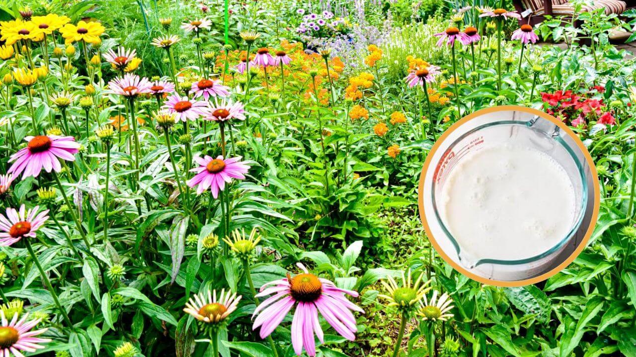 1 गिलास छाछ डालने से सब्जियों के पौधों को मिलते हैं ये चौंकाने वाले फायदे, आप भी जानें