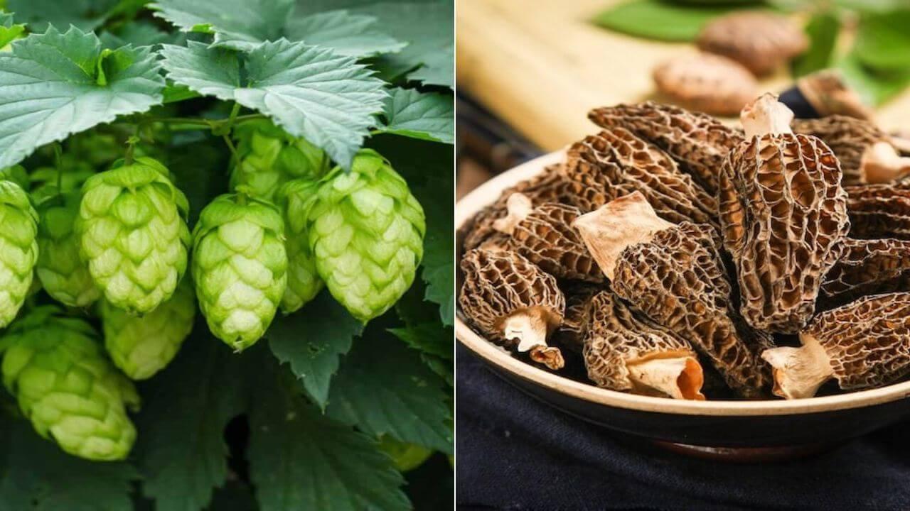 दुनिया की 5 सबसे महंगी सब्जियां, इनके दाम सुन उड़ जाएंगे होश