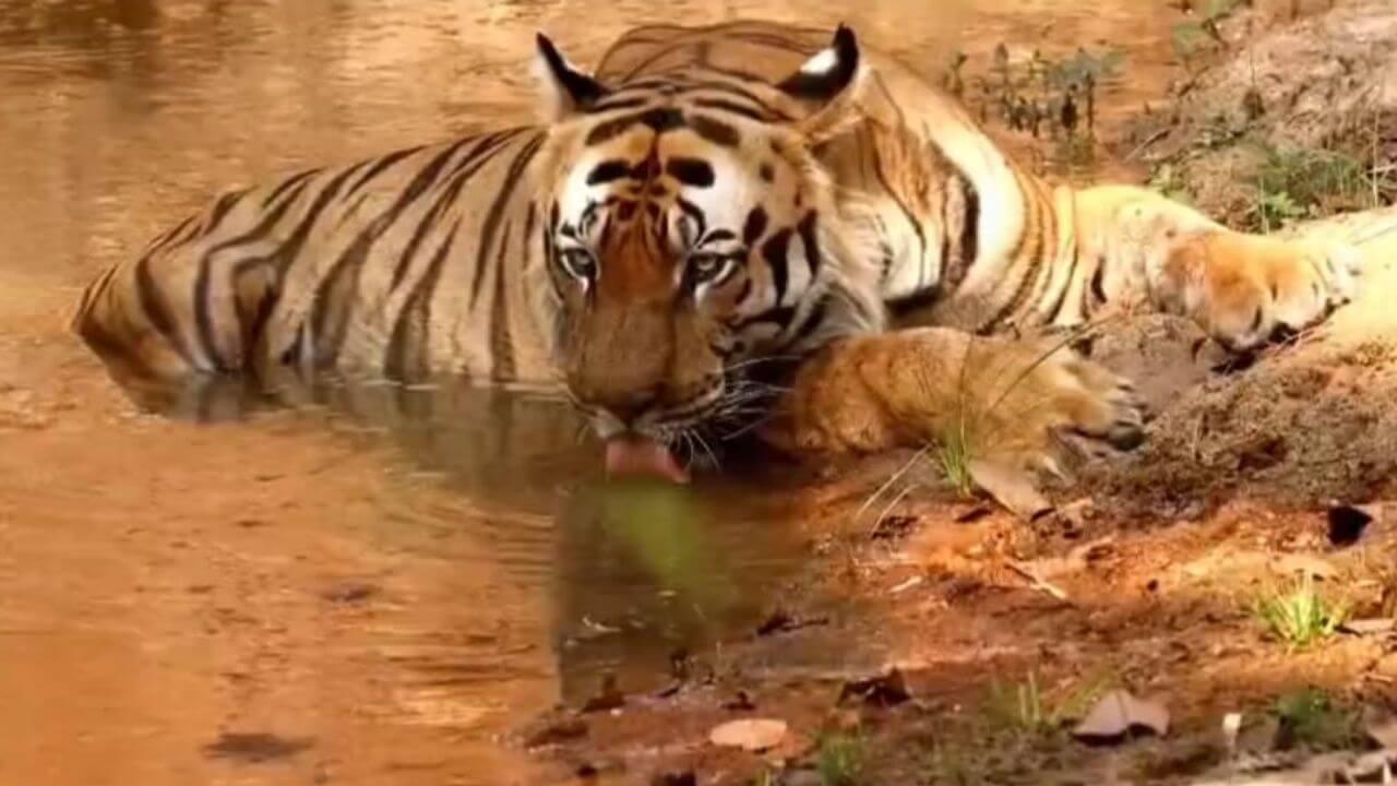 1 जुलाई से बंद हो जाएंगे प्रदेश के टाइगर रिजर्व, नहीं कर सकेंगे बाघ के दीदार, जानें कब होंगे ओपन