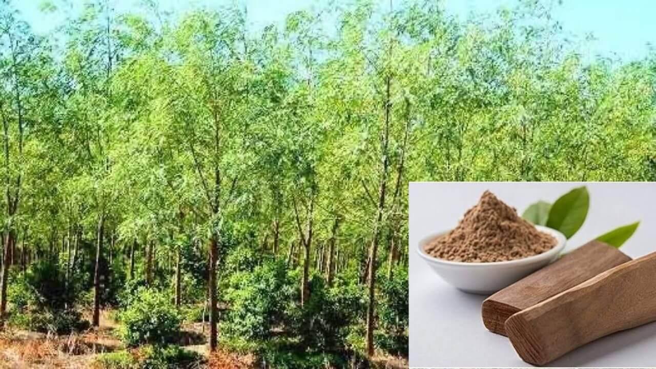 चंदन: सुगंध, सौंदर्य और शीतलता का प्रतीक, गर्मियों में सेहत के लिए है बेहद खास