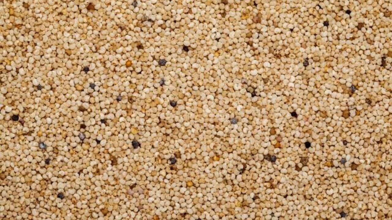 पोस्तादाने की आड़ में 200 करोड़ का काला साम्राज्य! जांच एजेंसियों के रडार पर नीमच का धोलापाली सिंडिकेट