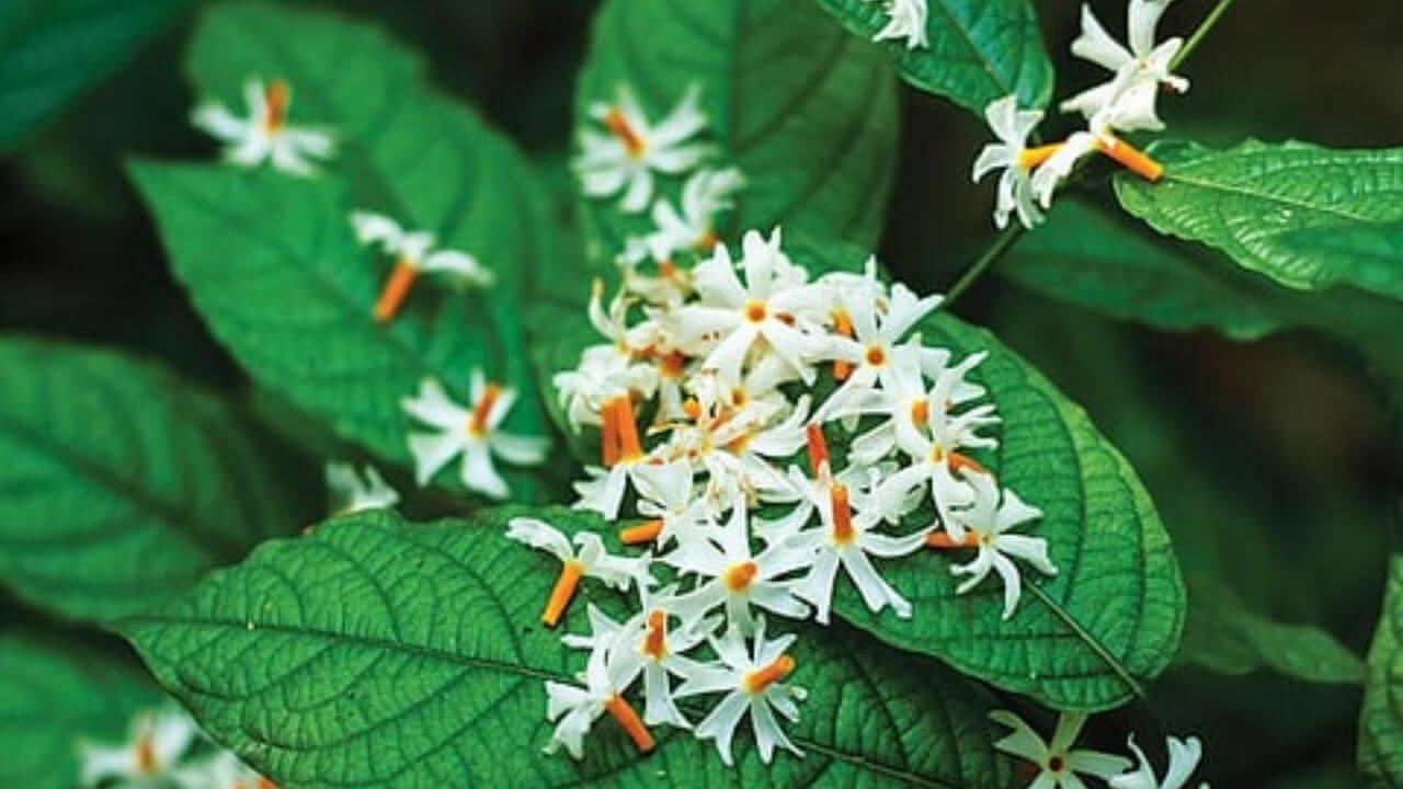 पारिजात के फूल नौकरी में दिलाएंगे सफलता, दूर होगी गरीबी, बस करें ये 3 उपाय