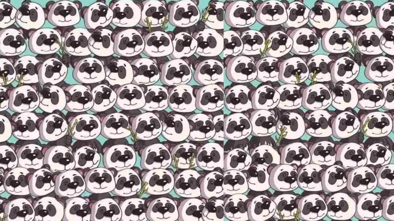 अच्छे अच्छो का घूम जाता हैं दिमाग, लेकिन आसानी से नहीं मिलता पांडा की भीड़ में छुपा कुत्ता, क्या आप….