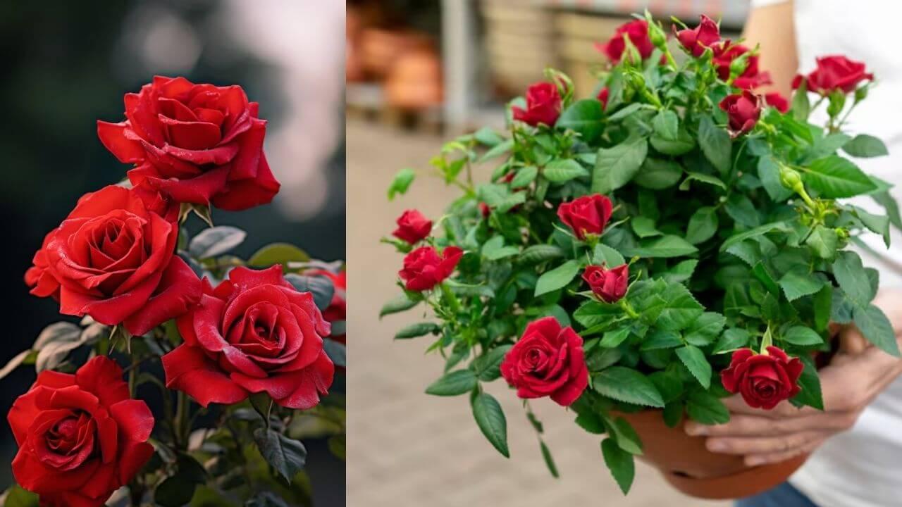 अब गुलाब दीवारों पर भी खिलेंगे! जानिए क्लाइंबिंग रोज लगाने का सबसे आसान घरेलू तरीका