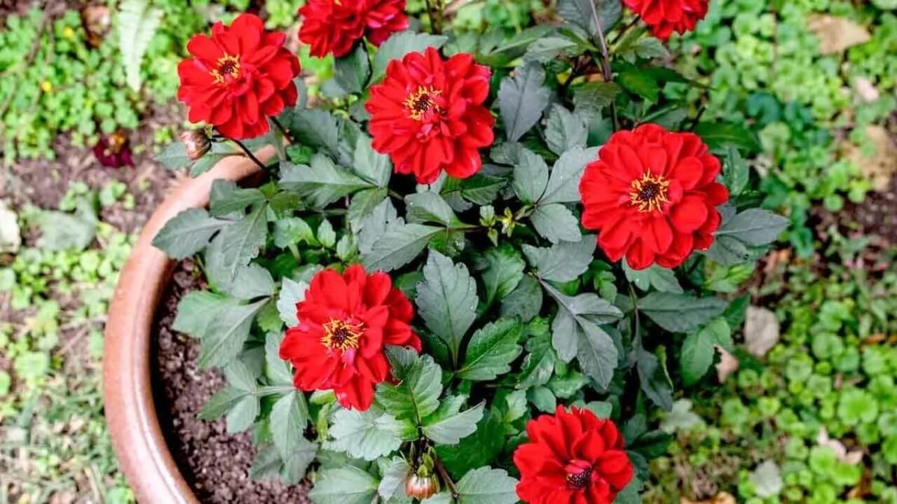 नहीं खिल रहे फूल? मिट्टी में तुरंत मिला दें ये चीजें, मोटे-मोटे फूलों से भर जाएगा गमला