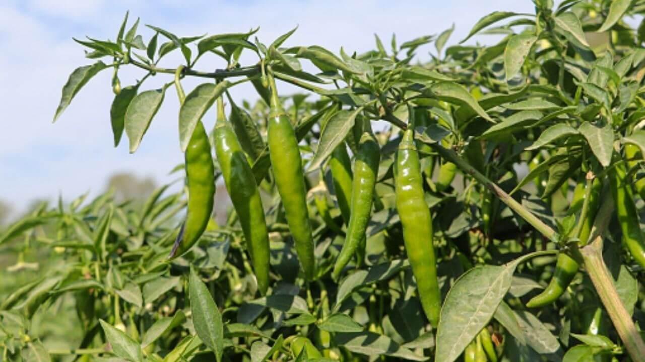 हरी मिर्च नहीं लग रही? बस ये देसी खाद जड़ों में डालें, गमले से लटकेंगी हरी-भरी मिर्चें