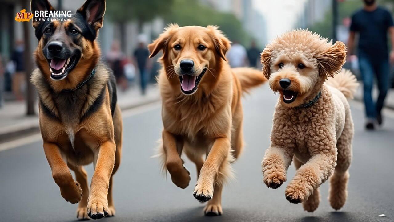 आवारा कुत्तों का बढ़ता खतरा; पिछले साल कुत्तों के काटने के 37 लाख से अधिक मामले, इतने लोगों की हो गई मौत