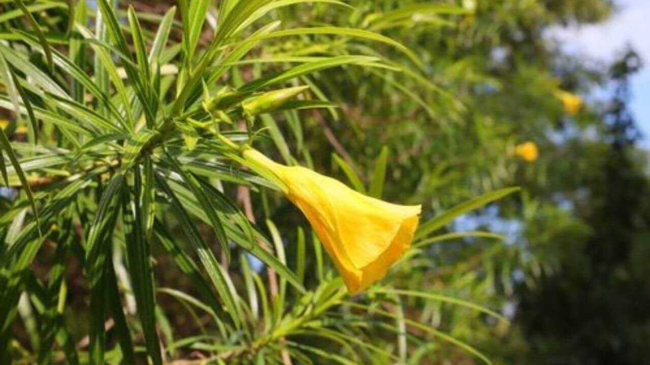 100% नेचुरल देसी खाद से सावन में खिलेगा कनेर, शिव पूजन के लिए मिलेंगे ताजे फूल