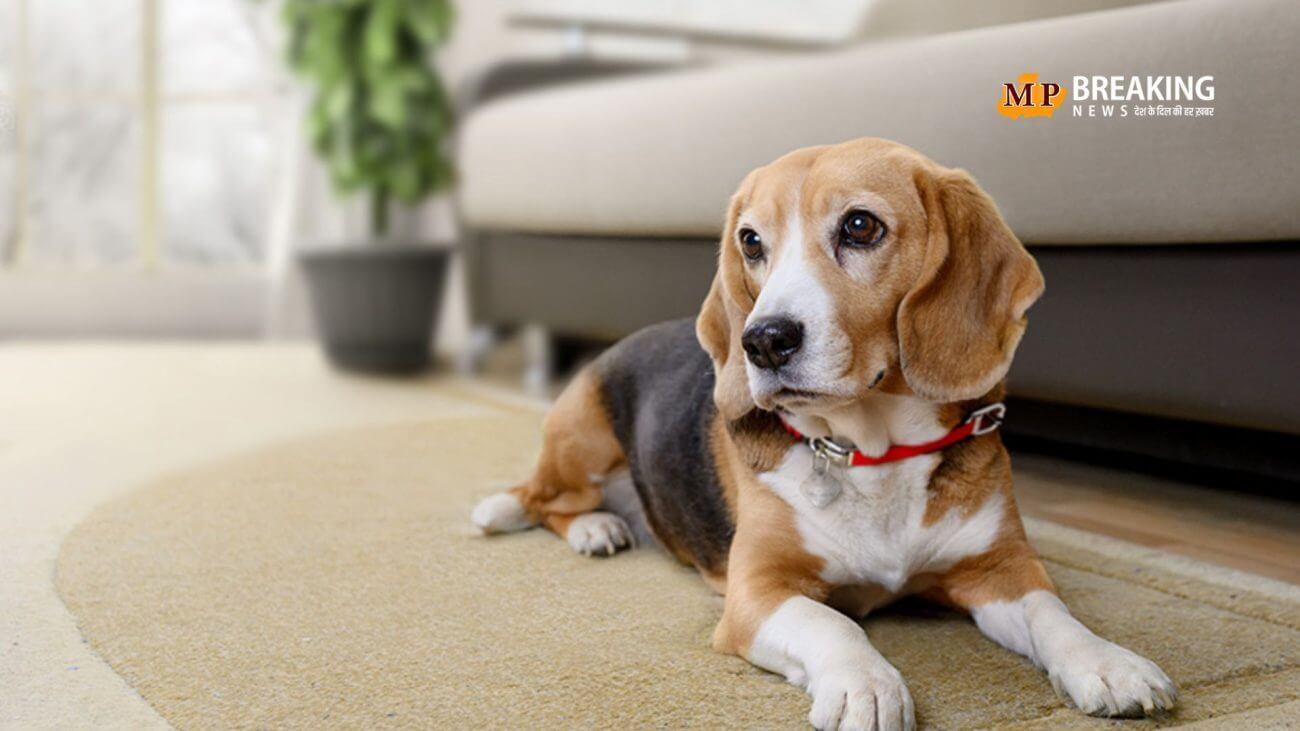 क्या आप जानते हैं किस देश में है सबसे ज्यादा Dogs? यहां जानिए किस नंबर पर आता है भारत का नाम