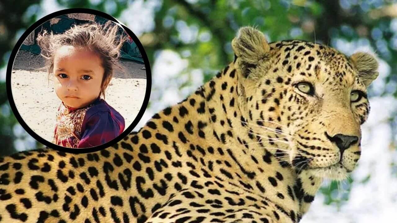 गुजरात के गिर सोमनाथ में तेंदुए का हमला, 2 साल के मासूम की मौत से गांव में डर और मातम