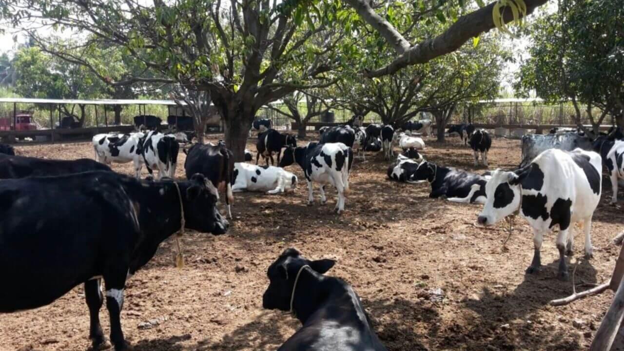 गुजरात का थावड़ गांव बना एशिया का नंबर वन दूध उत्पादक केंद्र, हर महीने 7–8 करोड़ की आय