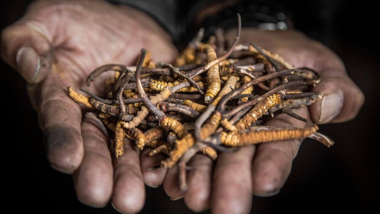 यह कीड़ा नहीं चलता-फिरता खजाना है, जानिए नाम, कीमत और डिमांड की वजह