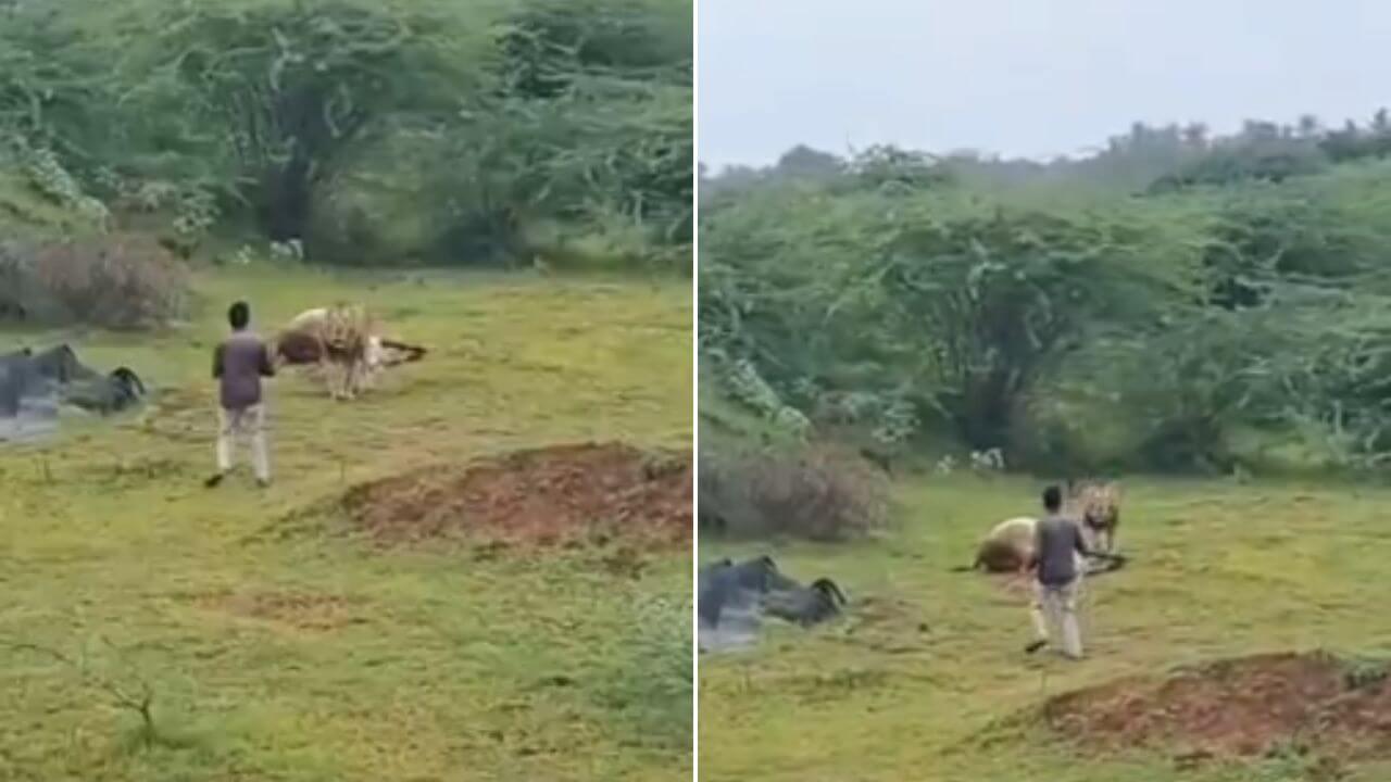 भावनगर में शेर के पास वीडियो बनाना पड़ा भारी, युवक की जान पर बन आई
