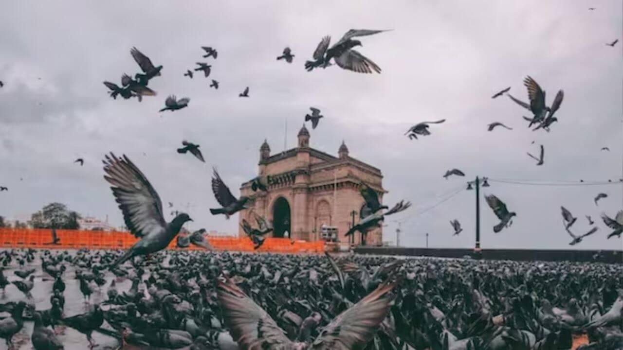 मुंबई में कबूतरखानों को लेकर बढ़ा विवाद, 918 कबूतरों की मौत के बाद सरकार पर दबाव