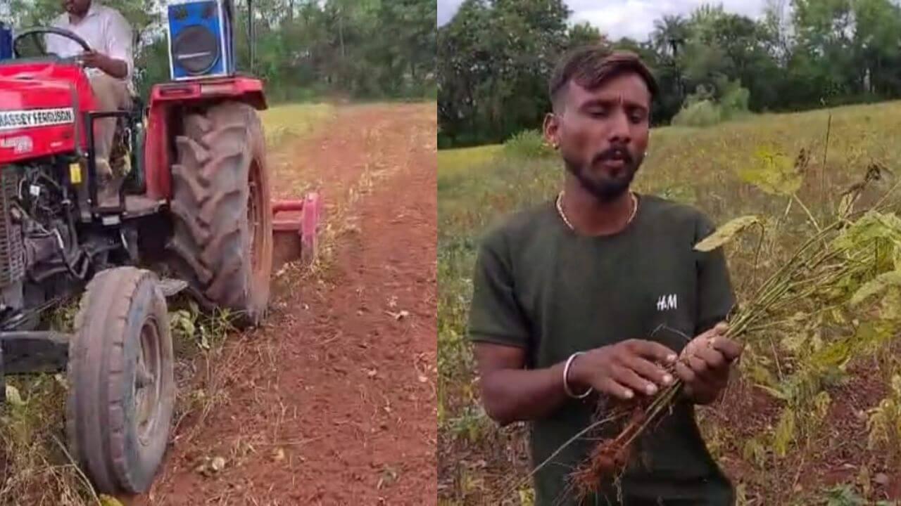 खेतों में ही बर्बाद हो गई सोयाबीन की फसल, रोटावेटर चलाने पर मजबूर किसान, बोले-“भावांतर नहीं हमें मुआवजा चाहिए”