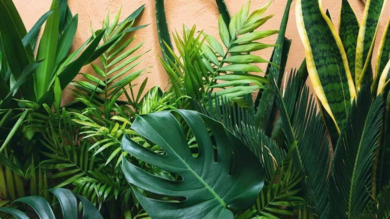 बरसात में कीड़े-मकोड़े से परेशान? बस ये 4 पौधे लगाएं, और देखें फर्क