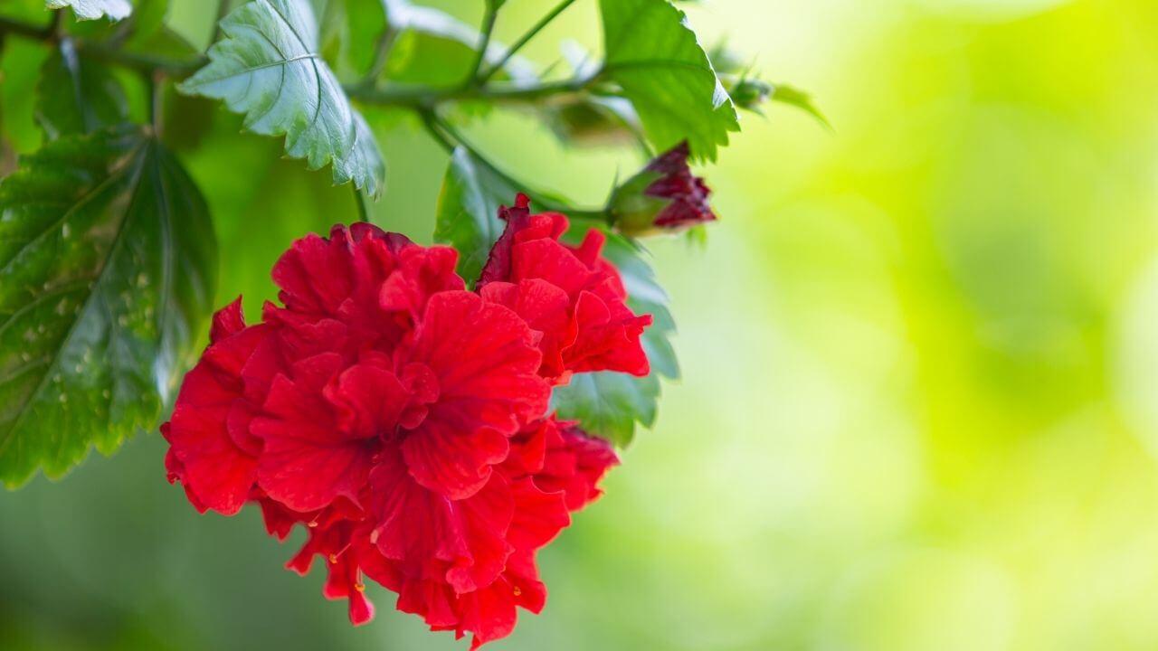 सालों तक महकता रहेगा आपका गार्डन और घर, लगाएं ये खुशबूदार सुन्दर फूल