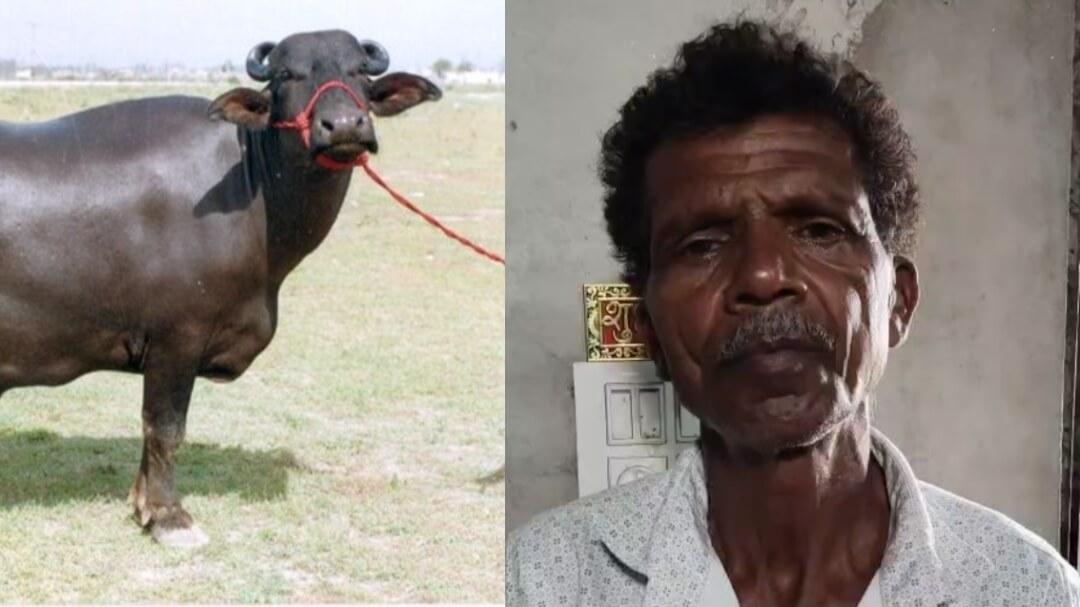 सुवासरा पशु हाट में किसान से 72 हजार की ठगी, भैंस खरीदकर पैसे दिए बिना व्यापारी बनकर आया ठग फरार