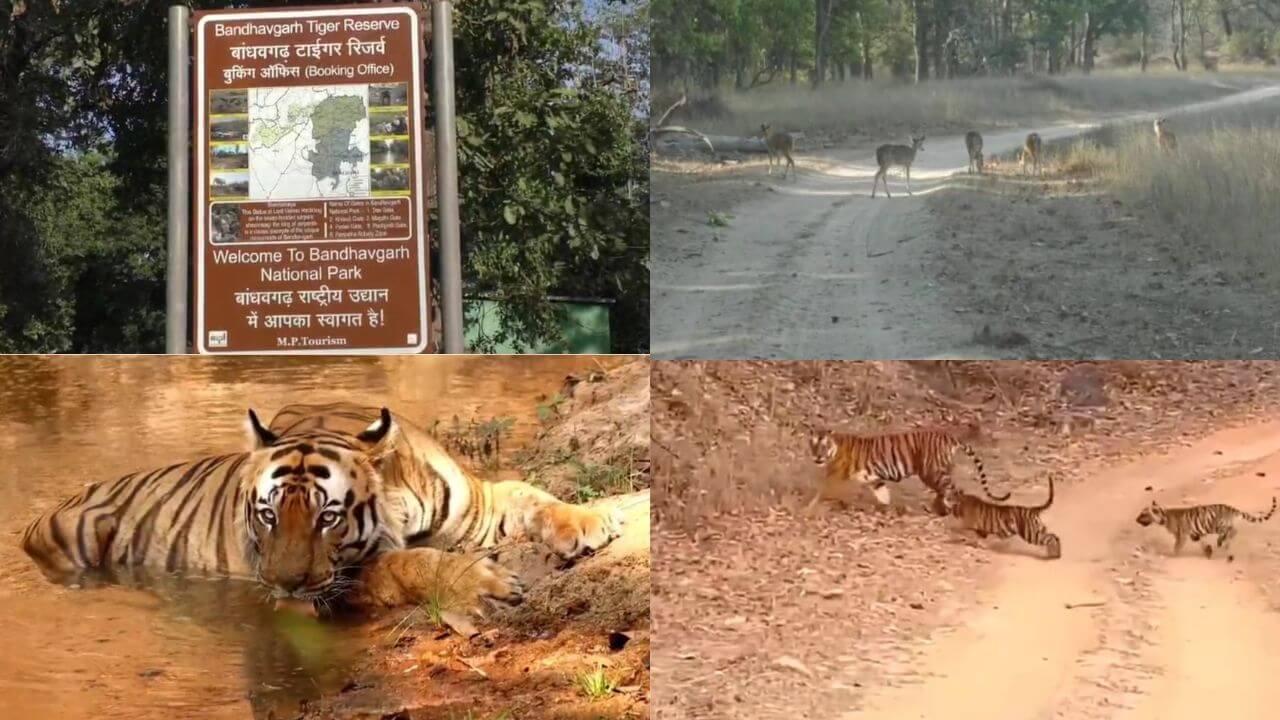 बांधवगढ़ टाइगर रिजर्व में बाघ को देखकर पर्यटक रोमांचित, अब तक पहुंचे 2 हजार से ज्यादा देशी विदेशी सैलानी, 5 अक्टूबर तक बुकिंग फुल