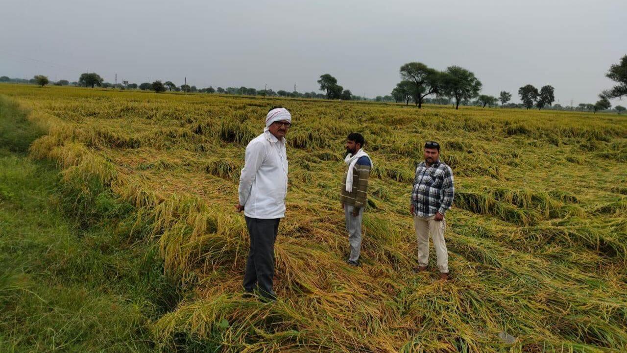 सीएम डॉ मोहन यादव के निर्देश का असर, बेमौसम बारिश से प्रभावित फसलों के सर्वे के लिए मैदानी अमला खेतों में, मिलेगा मुआवजा