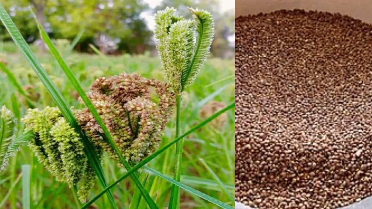 कोदो-कुटकी उपार्जन के लिए पंजीयन की तिथि बढ़ी, अब 31 अक्टूबर तक करा सकते हैं रजिस्ट्रेशन, MSP पर खरीदेगी सरकार