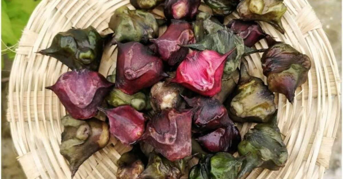 सेहत के लिए वरदान है सिंघाड़ा, फायदे जानकर आज से ही कर देंगे शुरू खाना