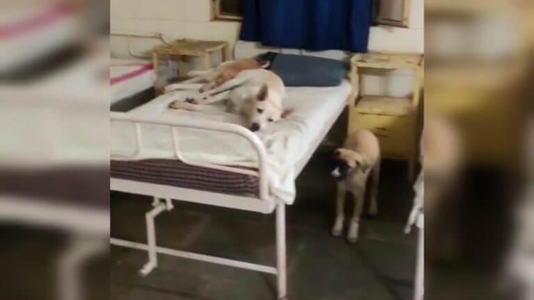 खंडवा: सरकारी अस्पताल में मरीजों के बेड पर सोए मिले कुत्ते, तस्वीरें वायरल होने पर कलेक्टर ने दिए जांच के आदेश