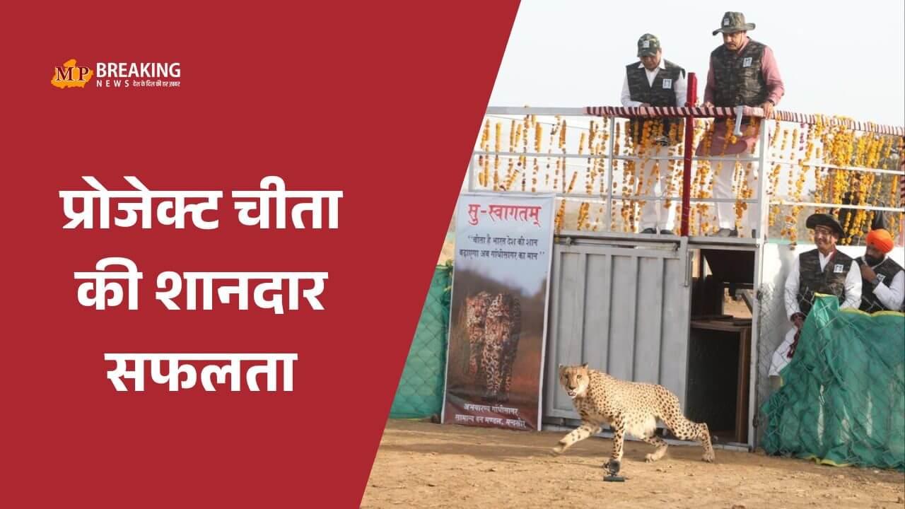 भारत में जन्मी चीता ‘मुखी’ ने कुनो पार्क में दिया 5 शावकों को जन्म, बोले सीएम डॉ मोहन यादव “यह प्रोजेक्ट चीता की बड़ी उपलब्धि”