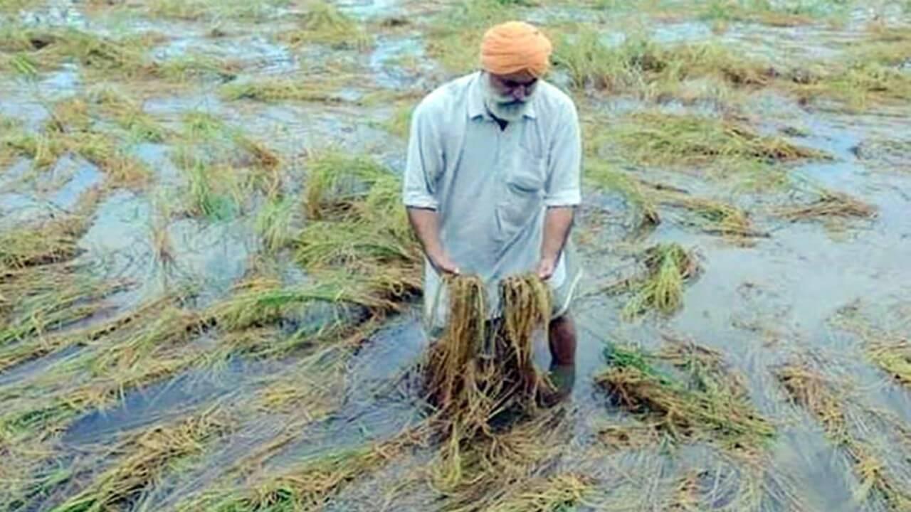 बेमौसम बारिश से फसलों को नुकसान! मुख्यमंत्री ने अधिकारियों को दिए ये निर्देश, जल्द मिलेगा मुआवजा