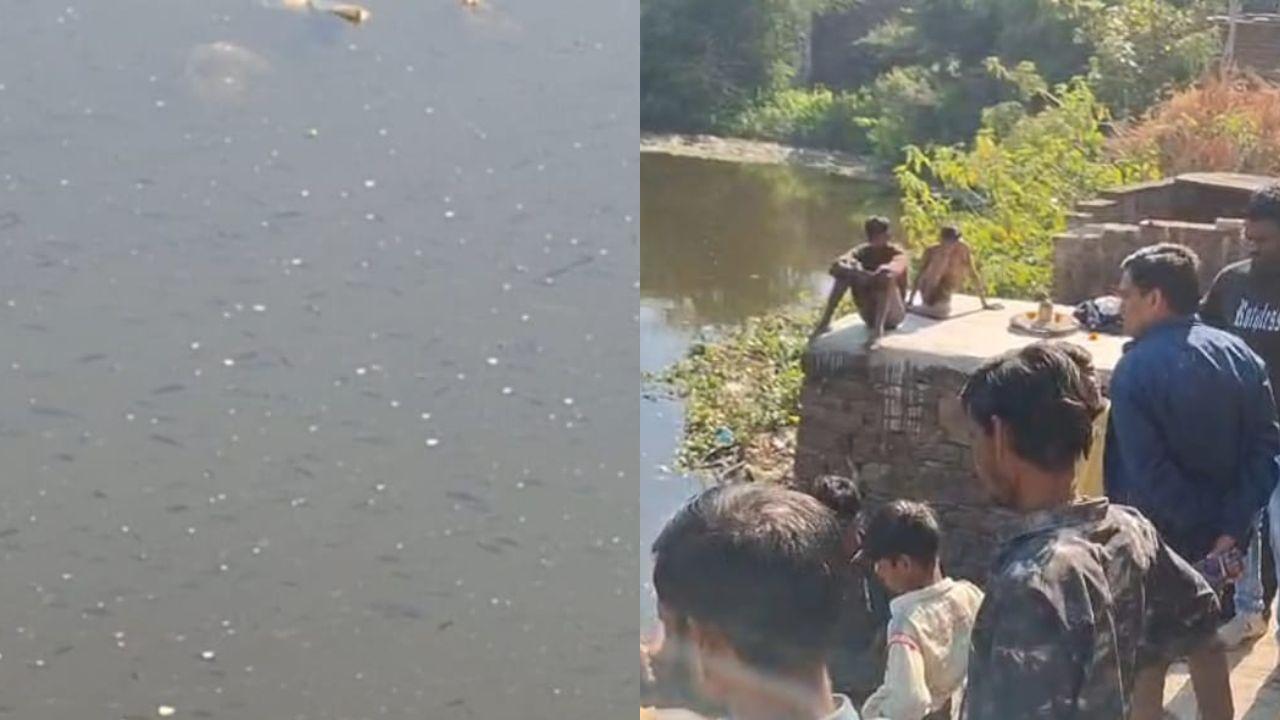 तालाब के पानी में मिलाया ज़हर! हजारों मछलियों की मौत, पुलिस और प्रशासन से शिकायत