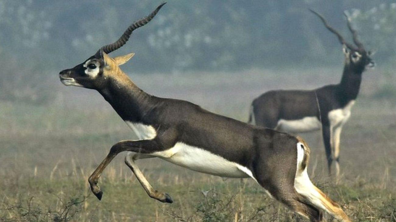 झारखंड के टाटा स्टील जूलॉजिकल पार्क में 6 दिनों में 10 काले हिरणों की मौत, रहस्यमयी बीमारी ने मचाया हड़कंप!