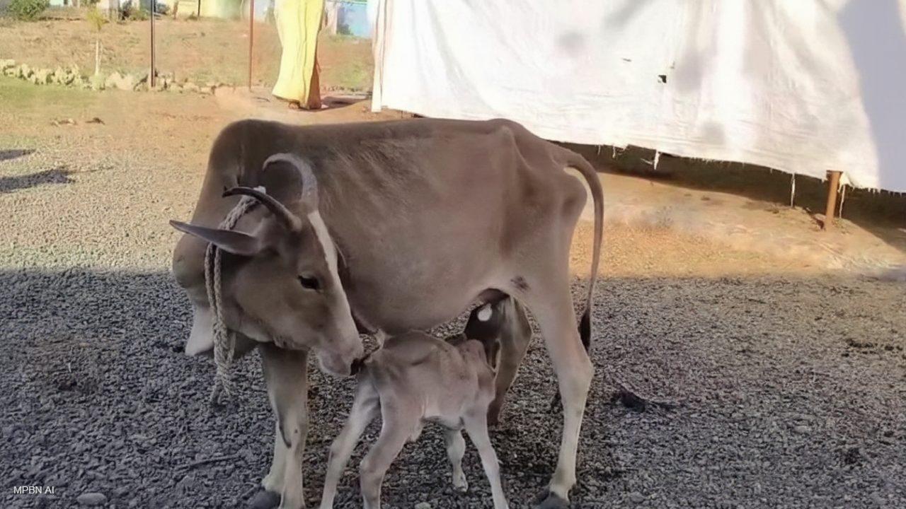 गौशालाओं पर सियासी घमासान: कोई बता रहा ‘सफेद हाथी’, तो कोई ठहरा रहा अपनी ही सरकार को जिम्मेदार