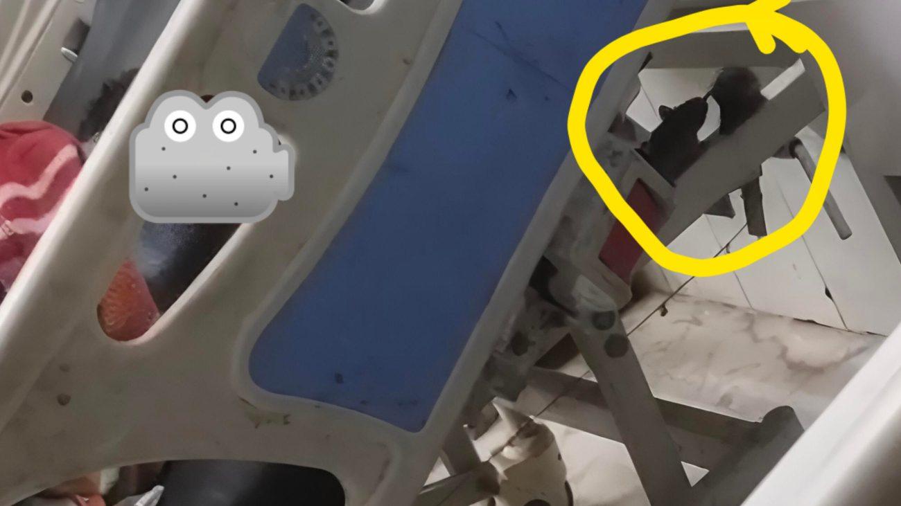 Jabalpur के विक्टोरिया अस्पताल के ICU में चूहों का आतंक, मरीज के बेड के नीचे घूमने का वीडियो वायरल