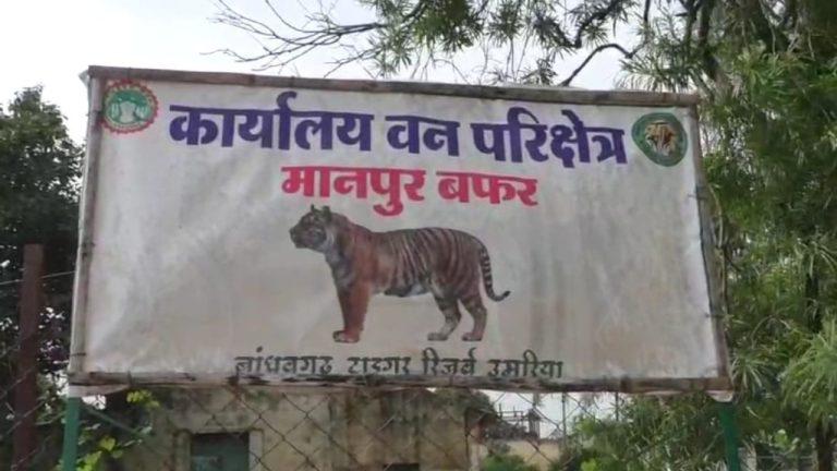 बाघों की लगातार मौत पर भड़की युवा कांग्रेस, बांधवगढ़ नेशनल पार्क प्रबंधन को सौंपा ज्ञापन, दी आंदोलन की चेतावनी