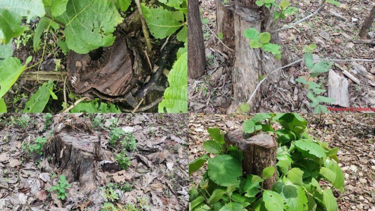 वनों को नष्ट कर रहे अफसरों पर विभाग मेहरबान, एमपी के पर्यावरण प्रेमी ने PM Modi को पत्र लिखकर की एक्शन लेने की मांग