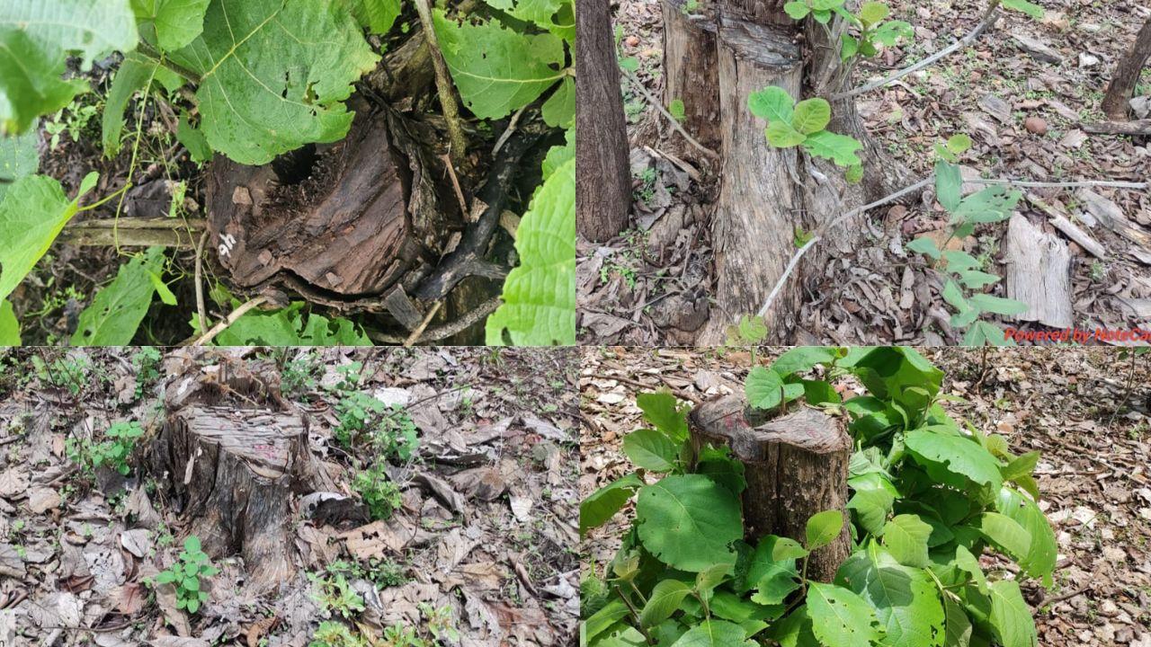 वनों को नष्ट कर रहे अफसरों पर विभाग मेहरबान, एमपी के पर्यावरण प्रेमी ने PM Modi को पत्र लिखकर की एक्शन लेने की मांग