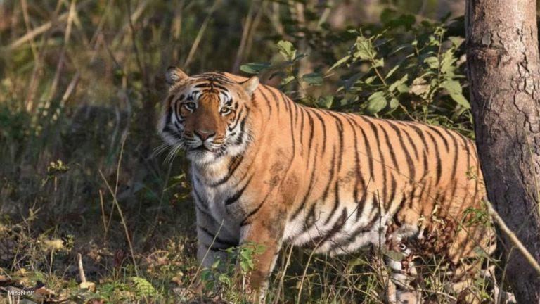 सिवनी पेंच में मासूम बाघ शावक की मौत, वन्यजीव संरक्षण पर फिर खड़े हुए सवाल