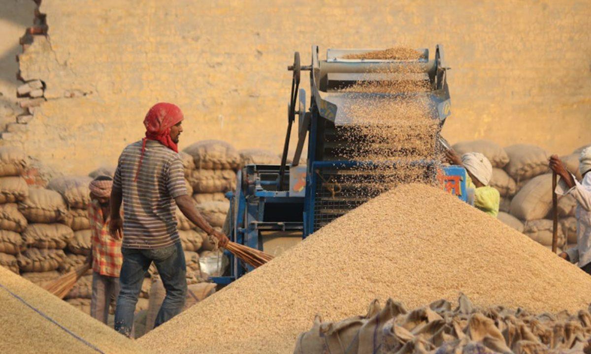 राजस्थान में गेहूं खरीद 2026-27: 1 फरवरी से शुरू होगा किसानों का रजिस्ट्रेशन, MSP ₹2585 प्रति क्विंटल तय