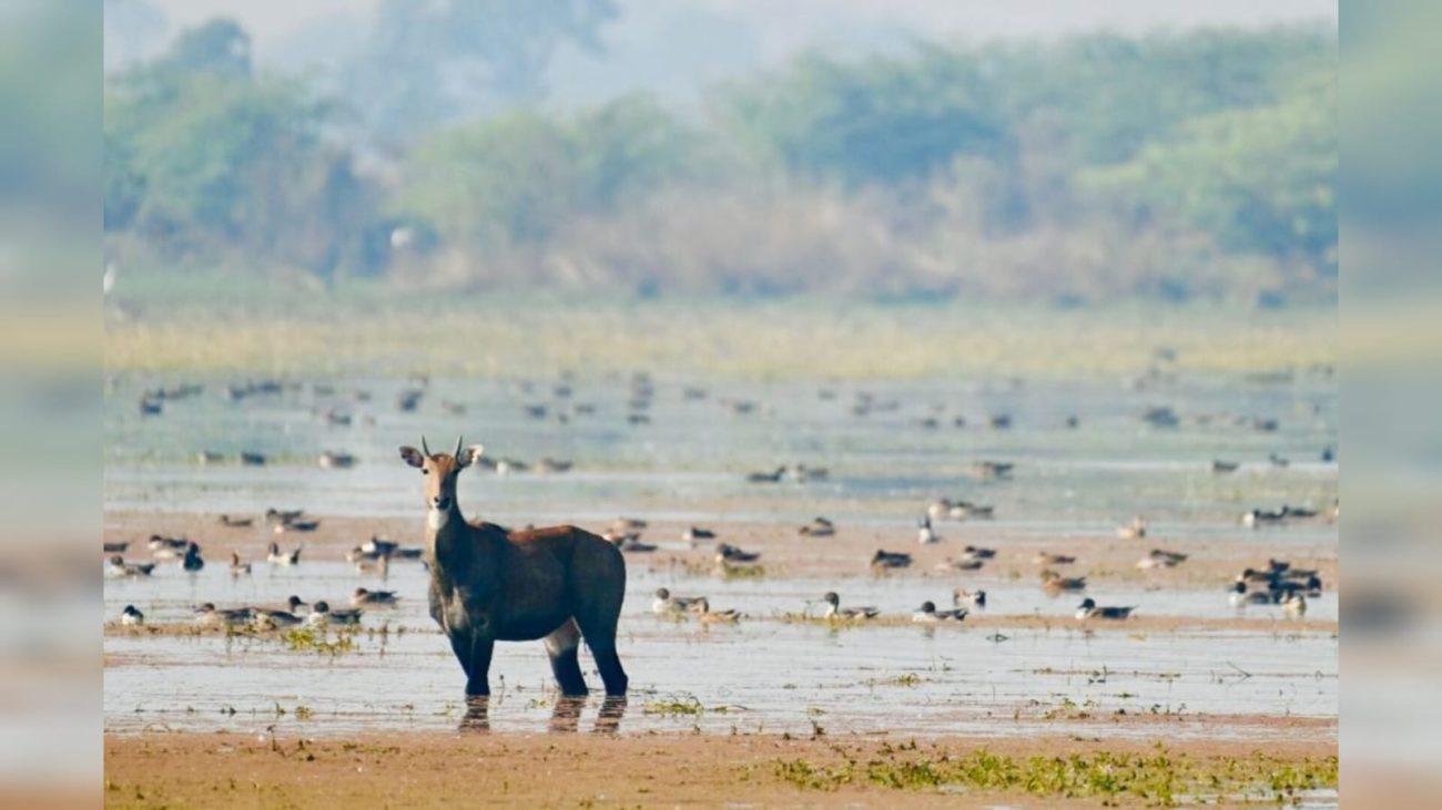 UP की पटना बर्ड सेंचुरी और गुजरात की छारी-ढांड बनीं रामसर साइट, देश में कुल संख्या बढ़कर 98 हुई, पीएम मोदी ने दी बधाई