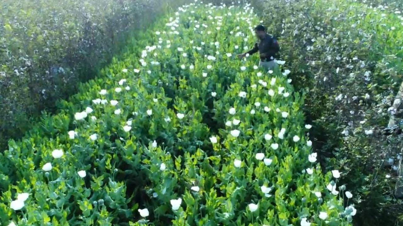 ड्रोन की नजर से नहीं बच पाया ‘काला सोना’: कपास के खेत में अवैध अफीम की खेती, एक आरोपी गिरफ्तार