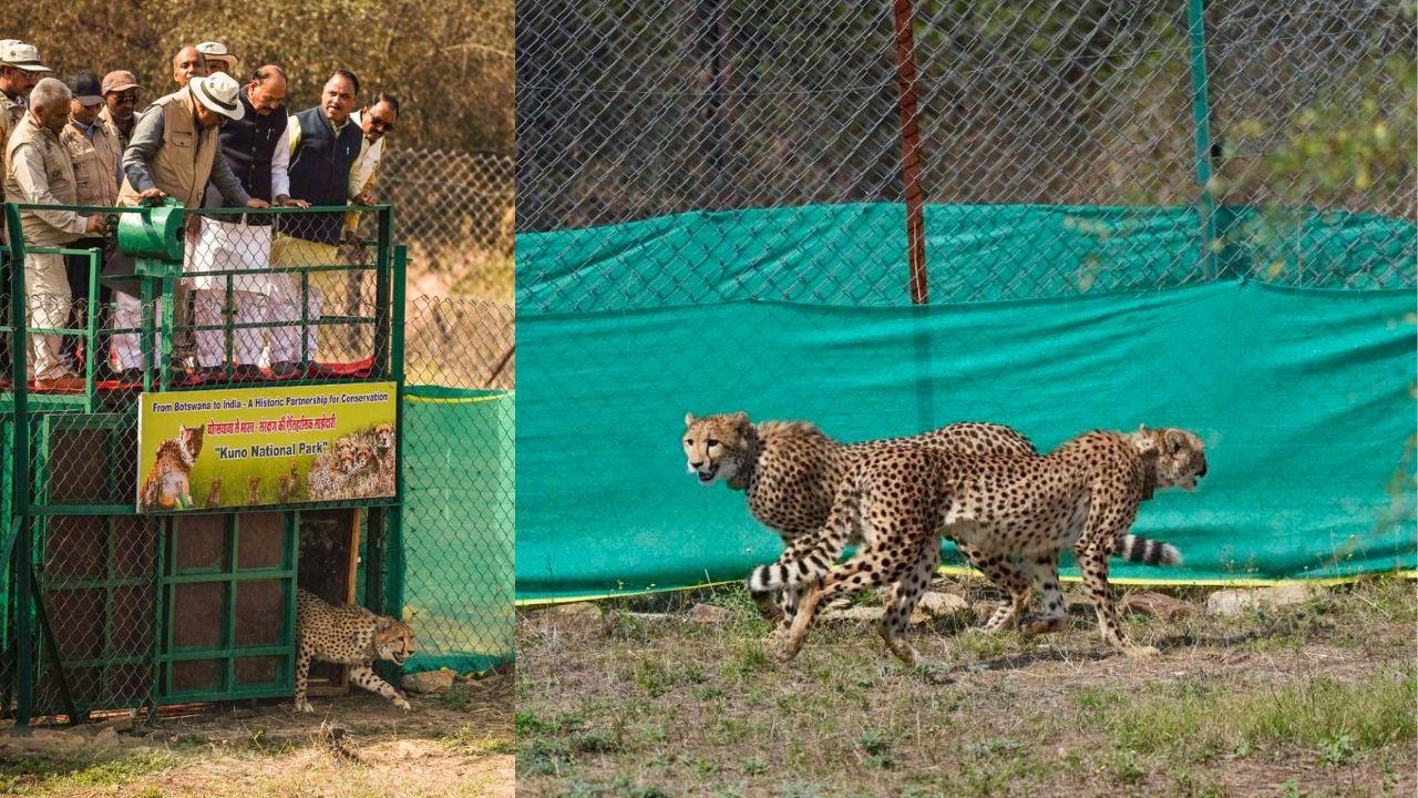 बोत्सवाना से कूनो नेशनल पार्क पहुंचे 9 चीते, केन्द्रीय वन मंत्री भूपेंद्र यादव ने तीन चीतों को बाड़े में किया रिलीज