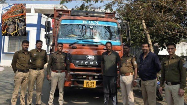 बूचड़खाने ले जाए जा रहे 23 मवेशी जब्त: मिनी ट्रक पकड़ा, चालक-हेल्पर फरार, एक आरोपी गिरफ्तार