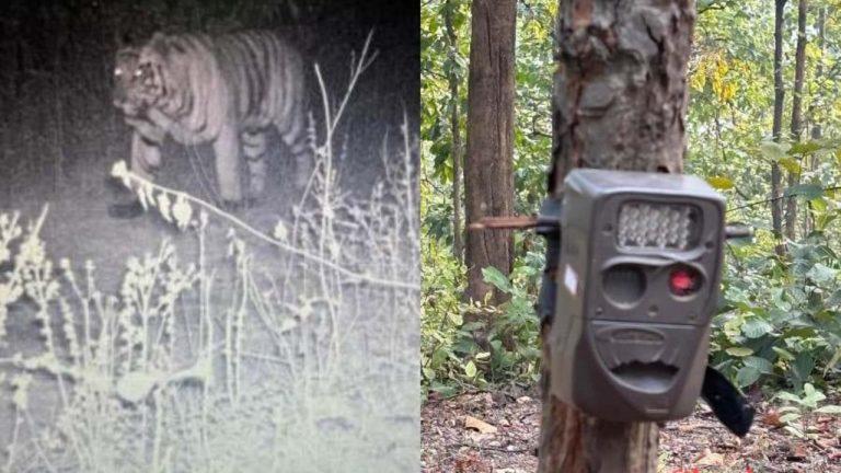 एक बार फिर बाघों की सुरक्षा पर उठे सवाल, बाघों की सुरक्षा एवं गिनती वाला कैमरा हुआ गायब