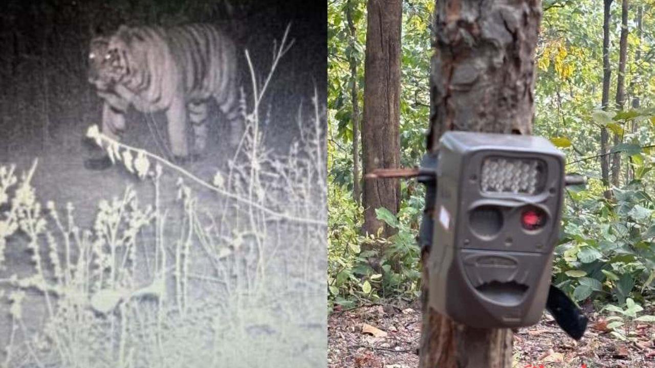 एक बार फिर बाघों की सुरक्षा पर उठे सवाल, बाघों की सुरक्षा एवं गिनती वाला कैमरा हुआ गायब